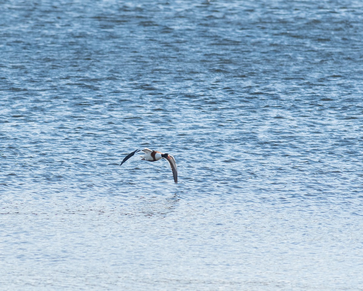 Common Shelduck - ML646445207