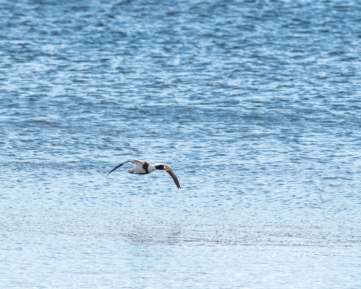 Common Shelduck - ML646445208