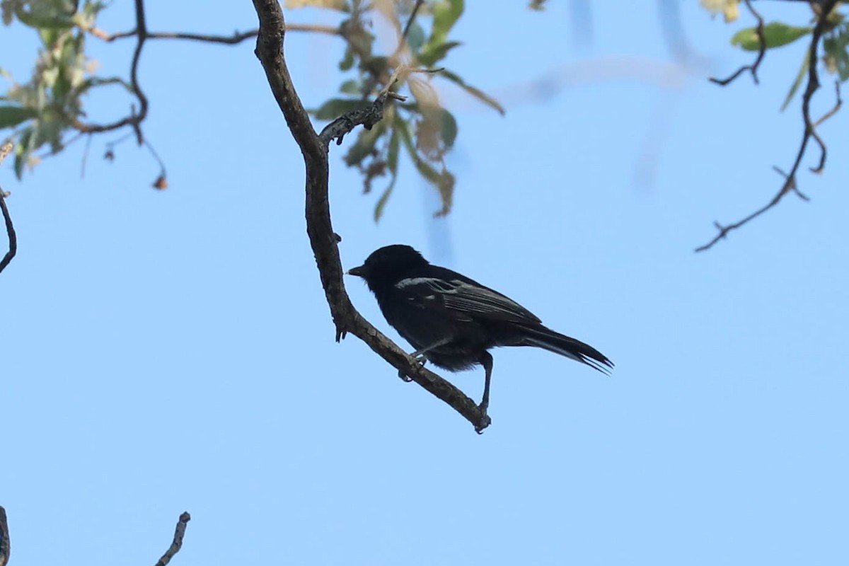 Güneyli Kömürcü Baştankara - ML646445211