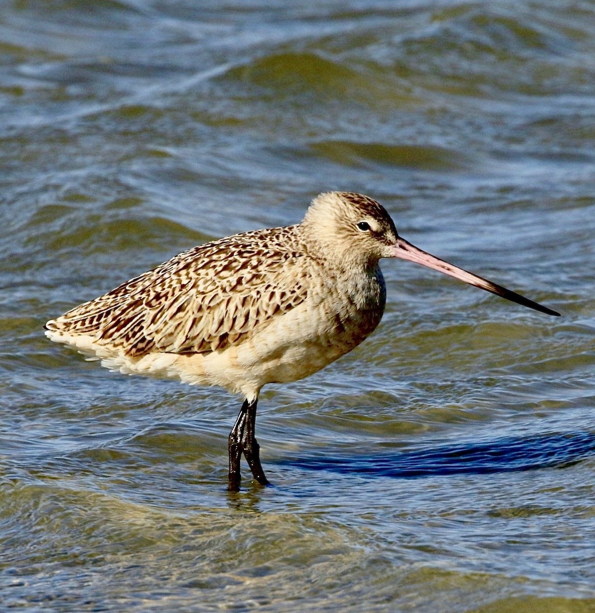 Marbled Godwit - ML646445214