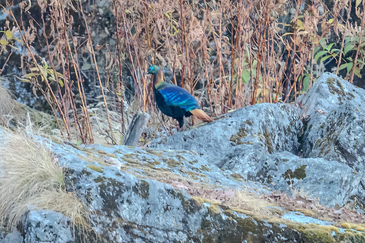 Himalayan Monal - ML646445215