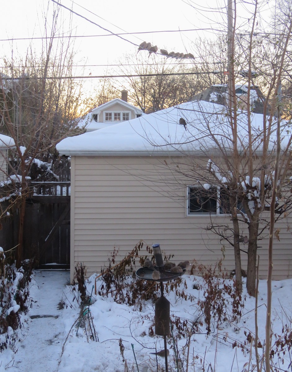 Mourning Dove - ML646445219