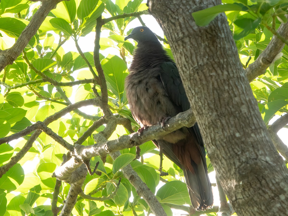 Christmas Island Imperial-Pigeon - ML646445220
