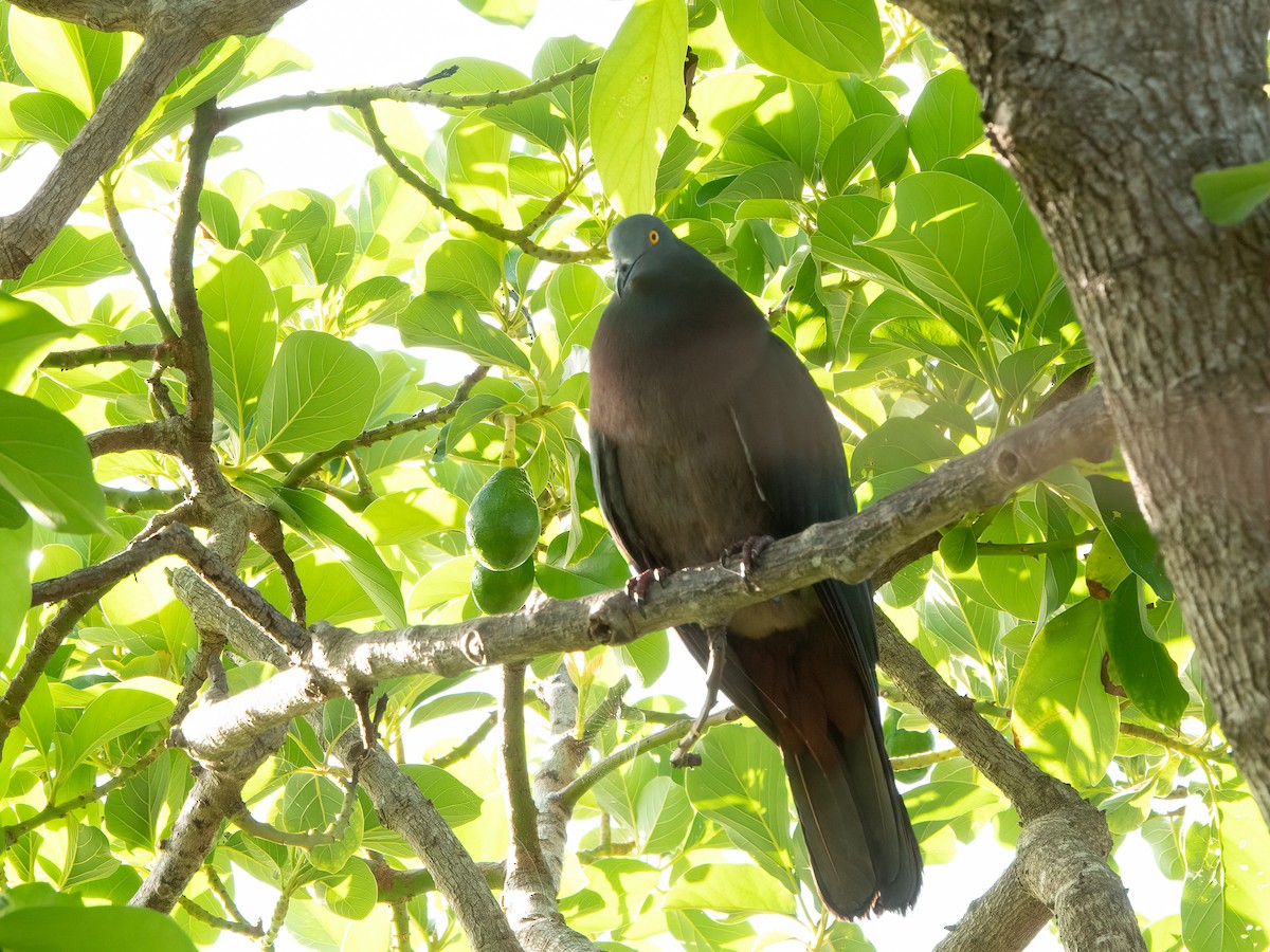 Christmas Island Imperial-Pigeon - ML646445221