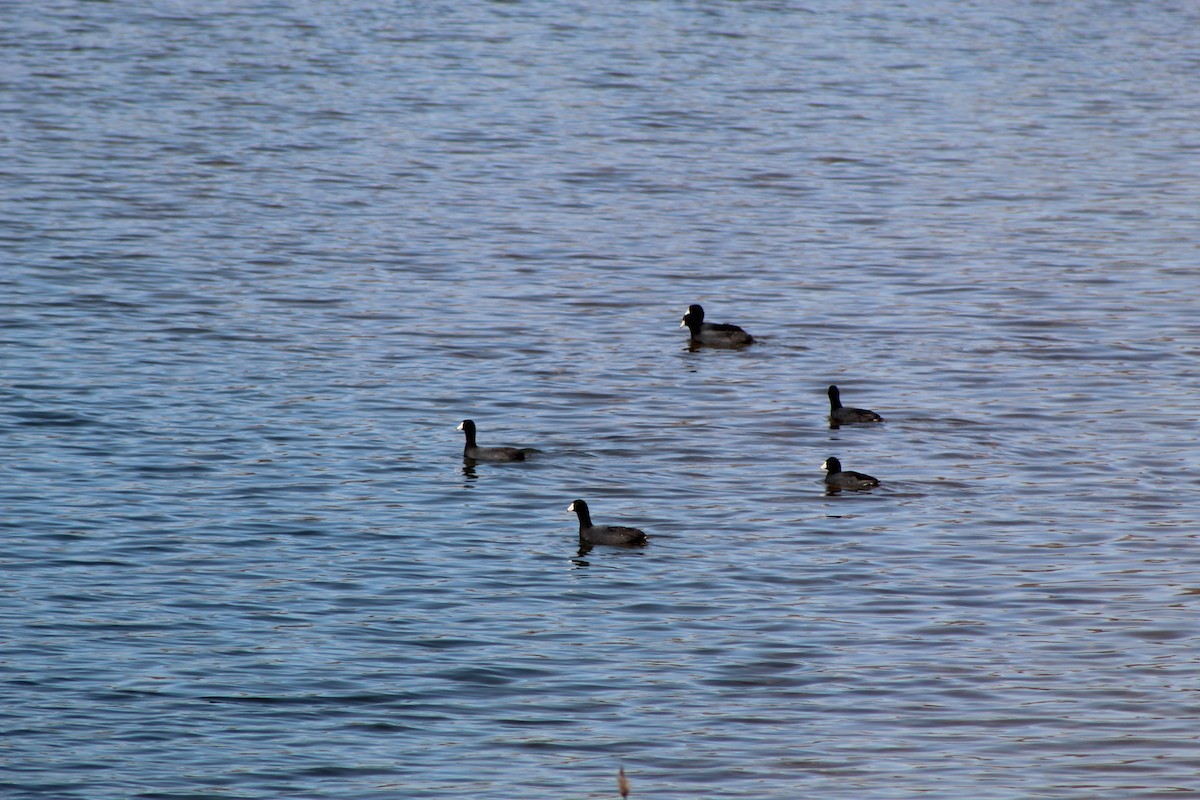 American Coot - ML646445222