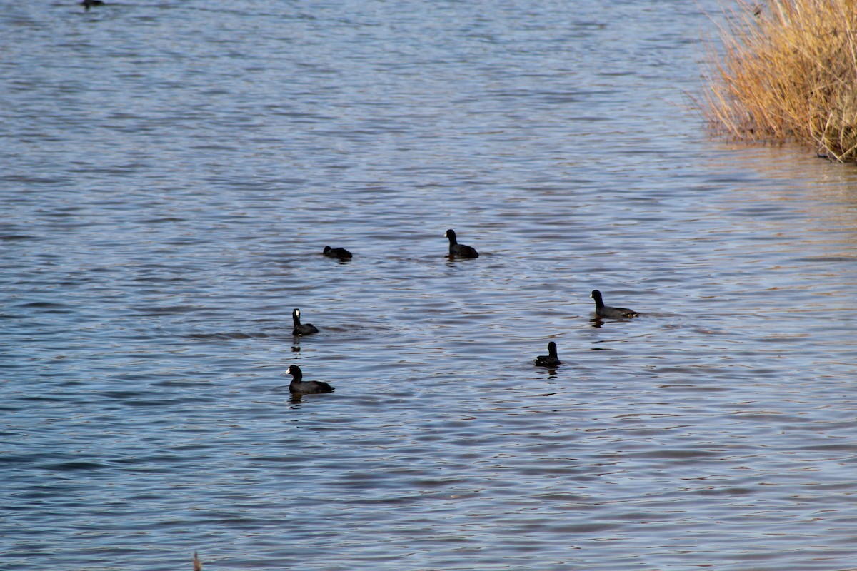 American Coot - ML646445223