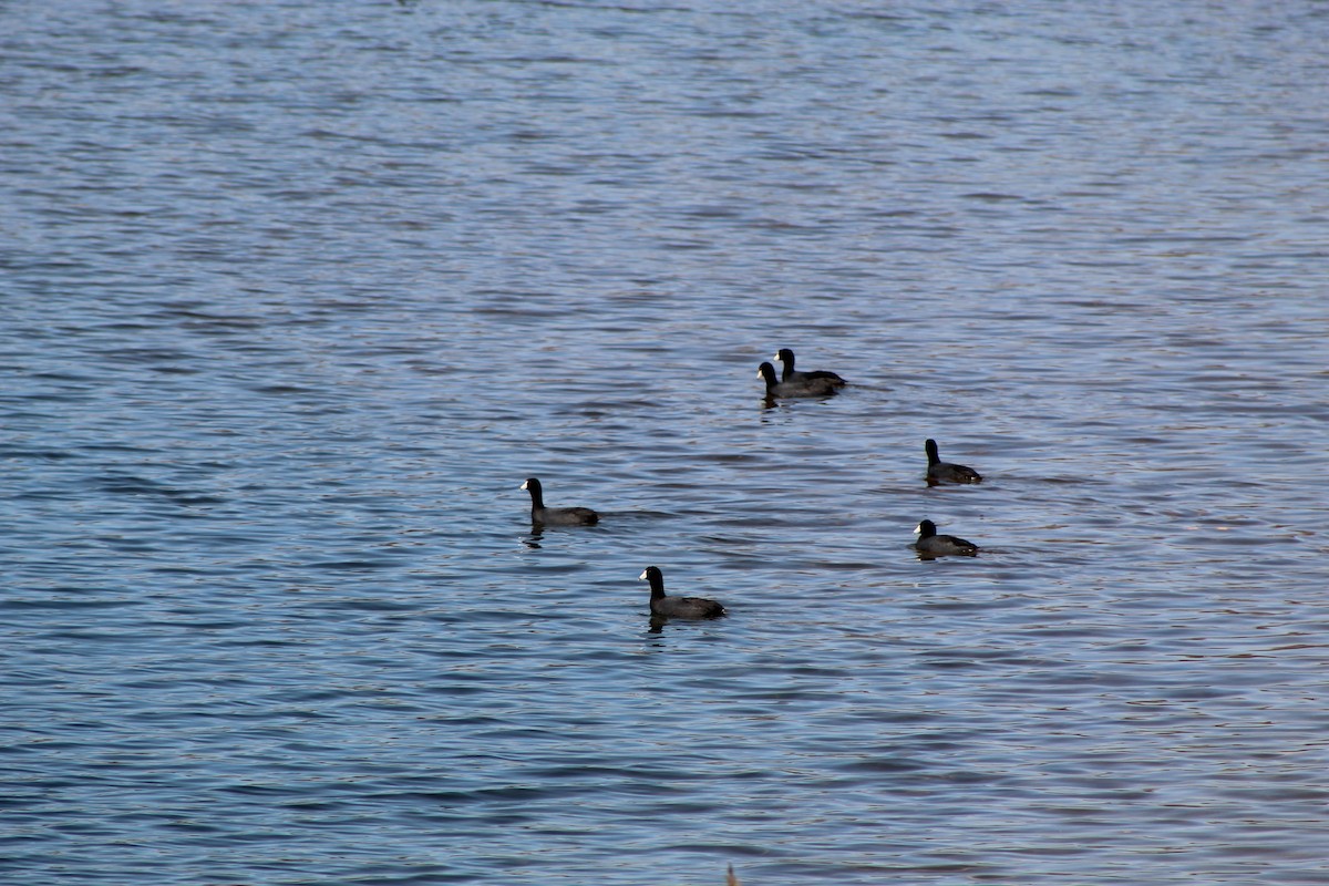 American Coot - ML646445224