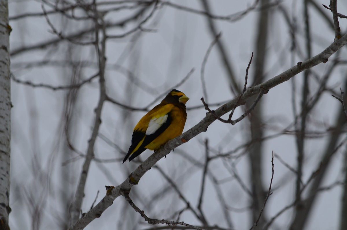 Evening Grosbeak - ML646445226