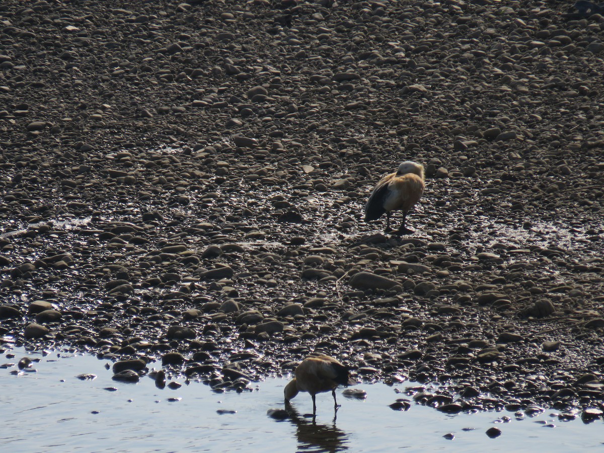 Ruddy Shelduck - ML646445228