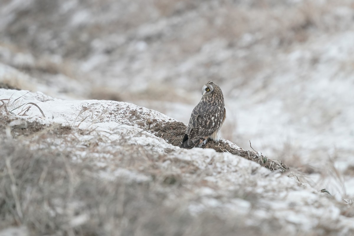 kalous pustovka - ML646445229