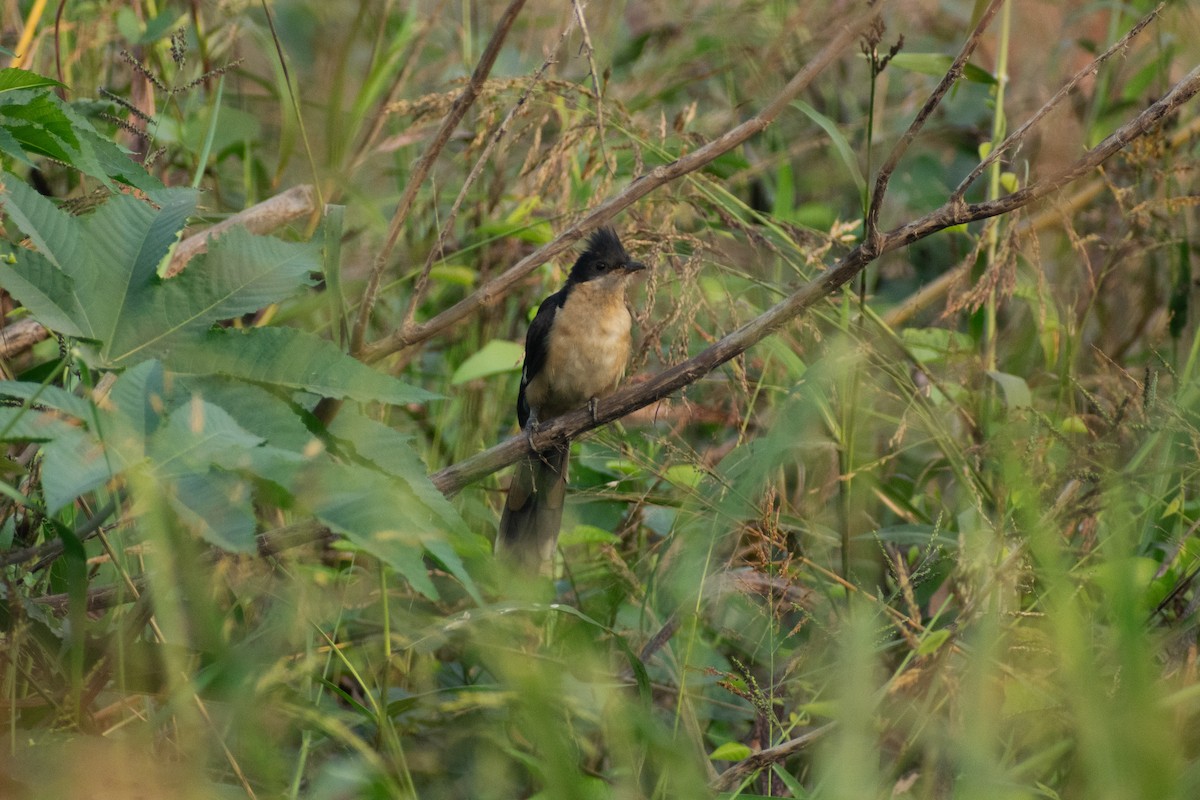 Pied Cuckoo - ML646445231