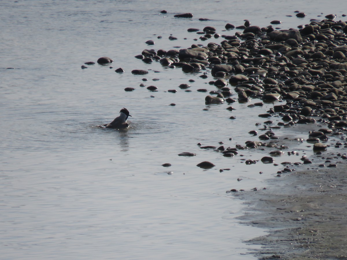 River Lapwing - ML646445232