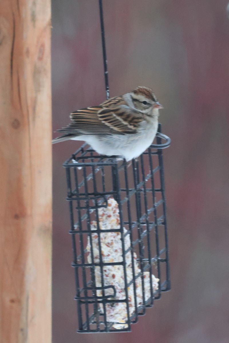 American Tree Sparrow - ML646445233