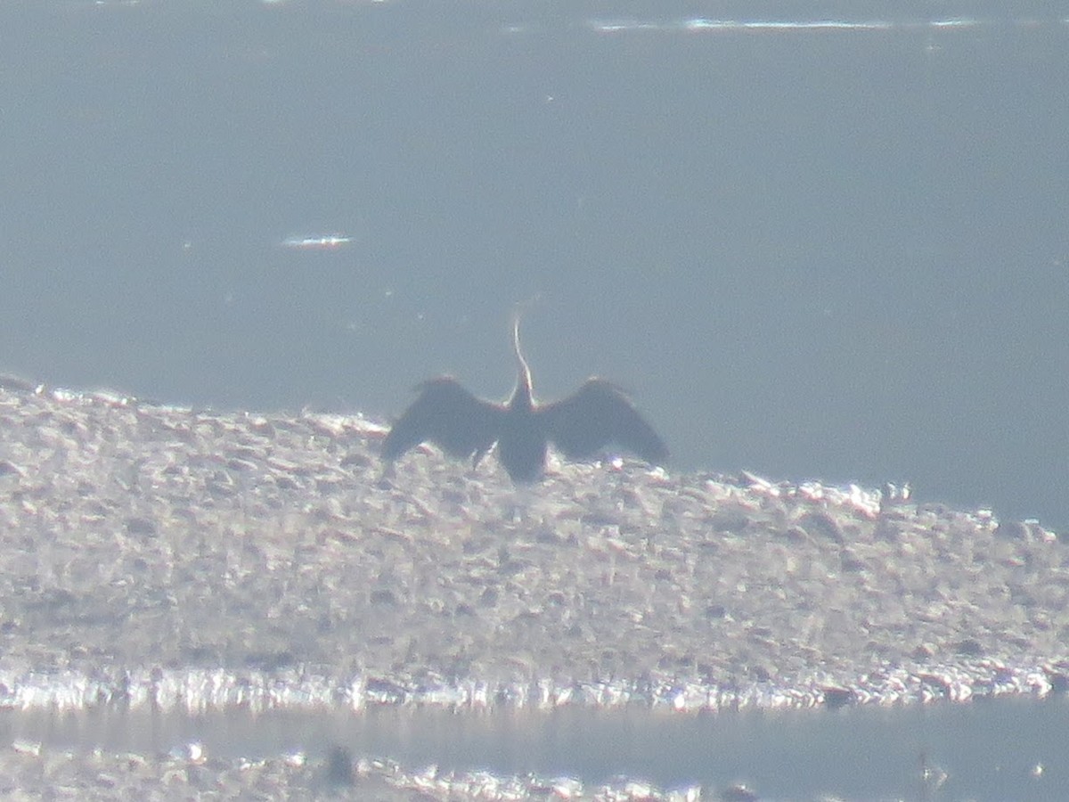 Oriental Darter - ML646445235