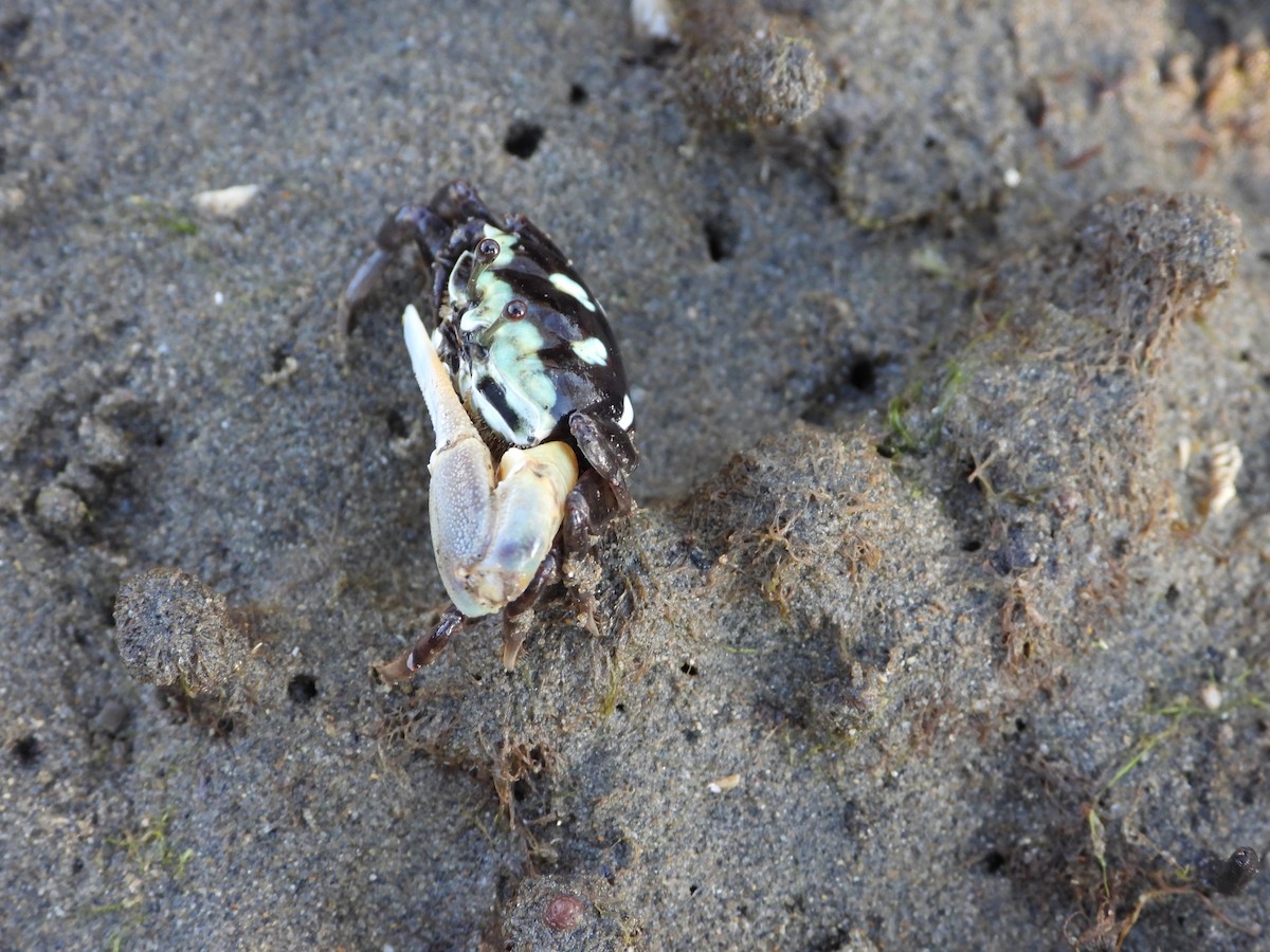 Crustaceans - ML646445238