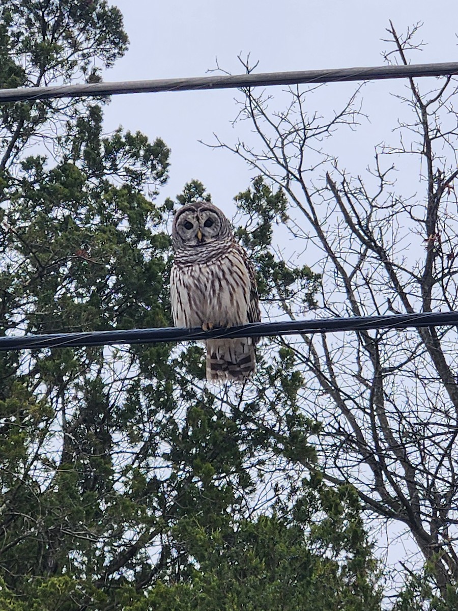 Barred Owl - ML646445240