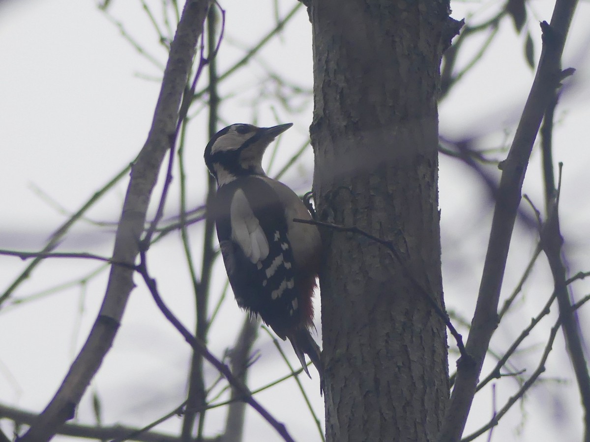 Great Spotted Woodpecker - ML646445241