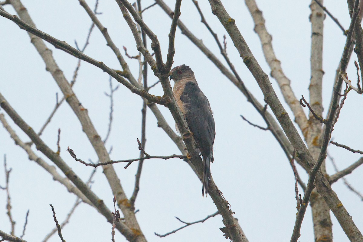 Cooper's Hawk - ML646445242