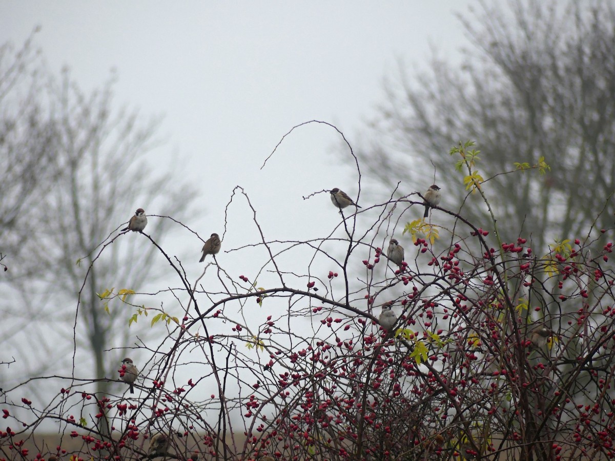 Eurasian Tree Sparrow - ML646445243
