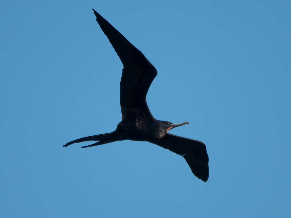 storfregattfugl - ML646445244