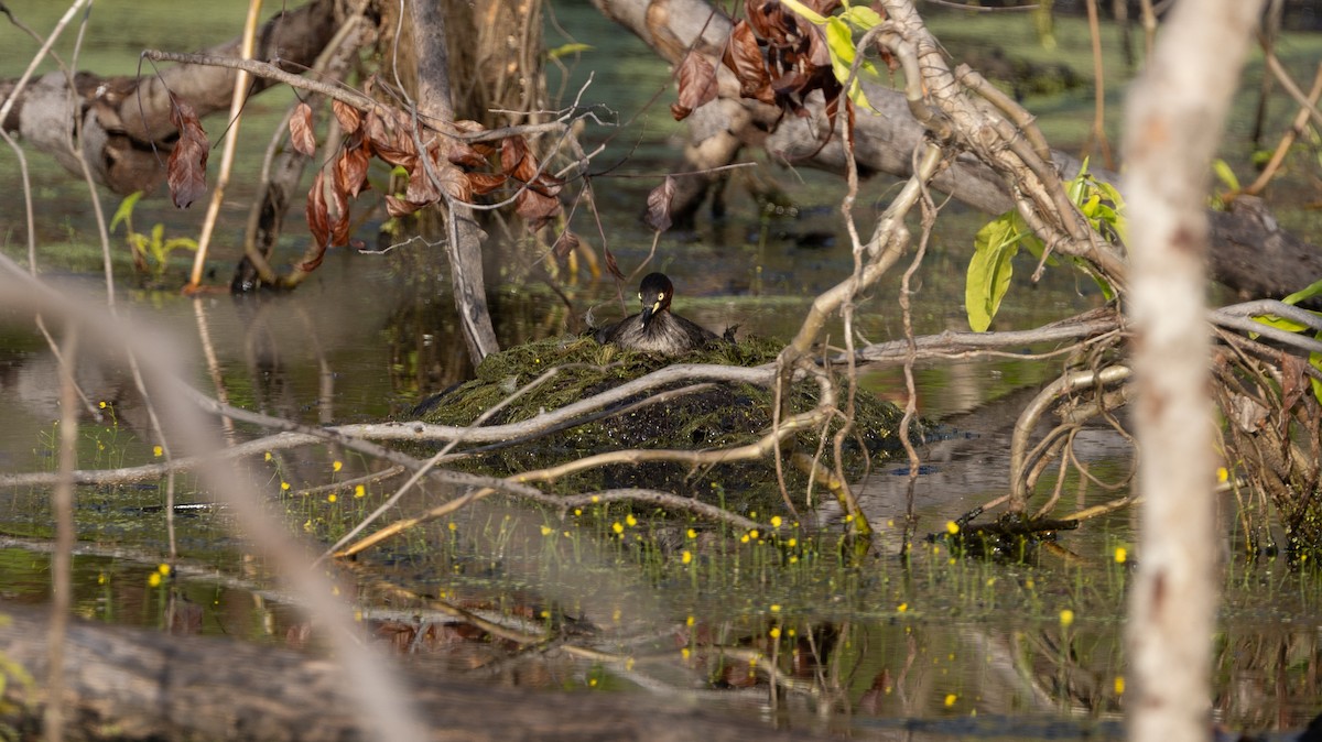 Little Grebe - ML646445245