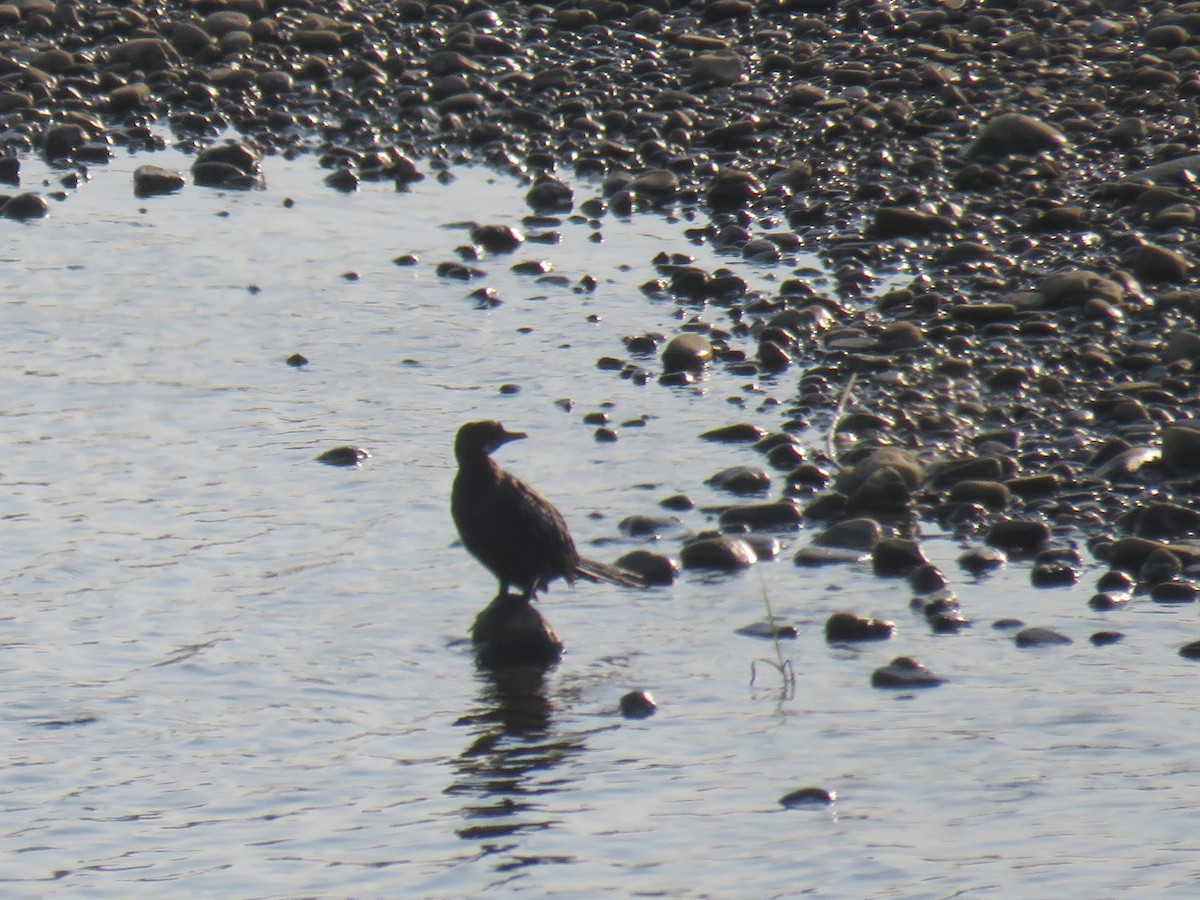 Little Cormorant - ML646445248