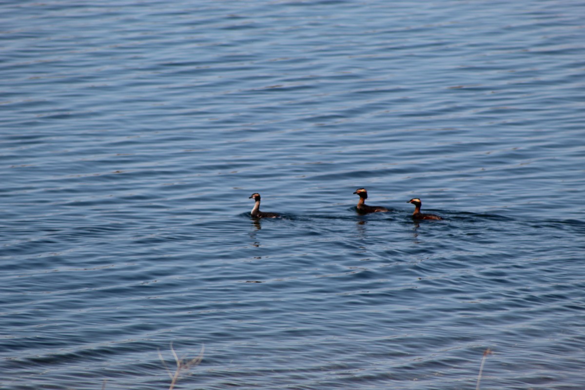 Horned Grebe - ML646445249