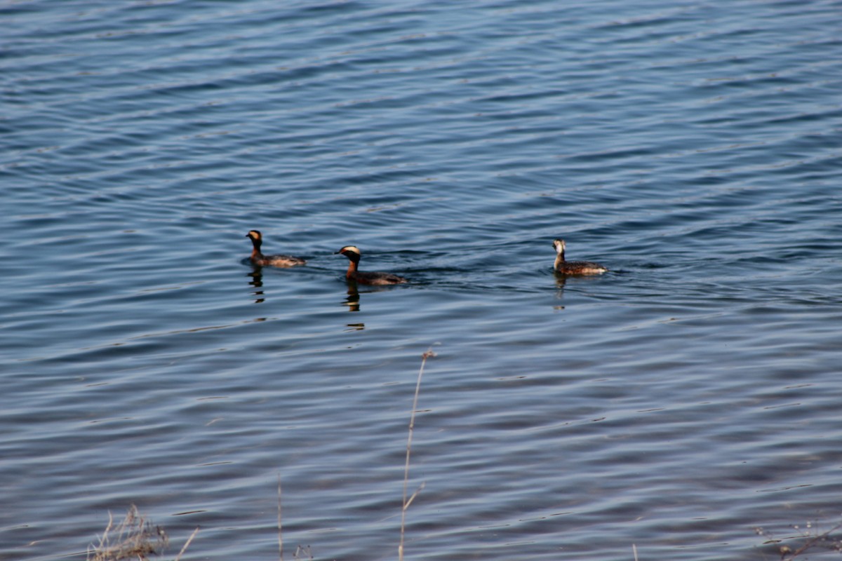 Horned Grebe - ML646445250