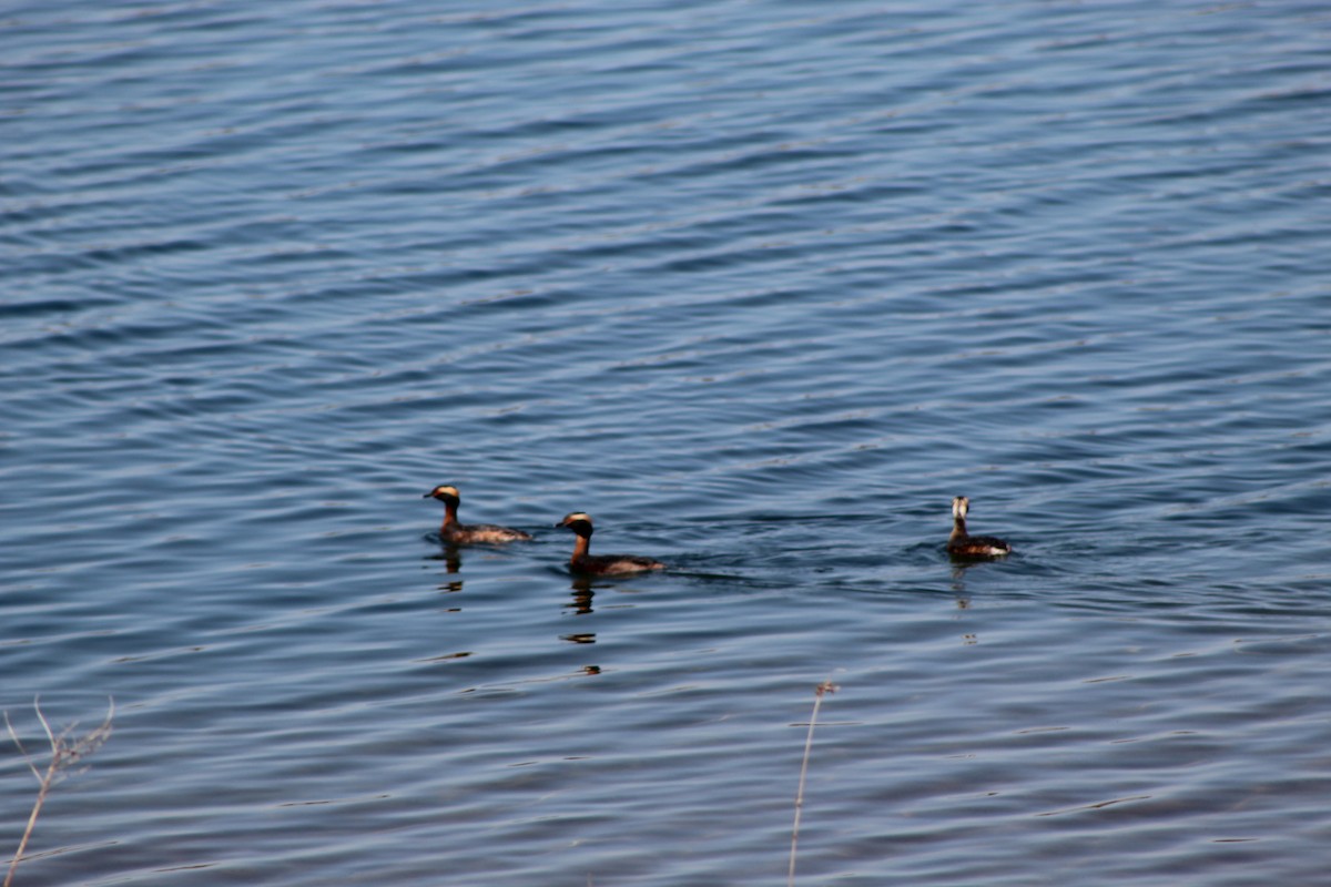 Horned Grebe - ML646445251
