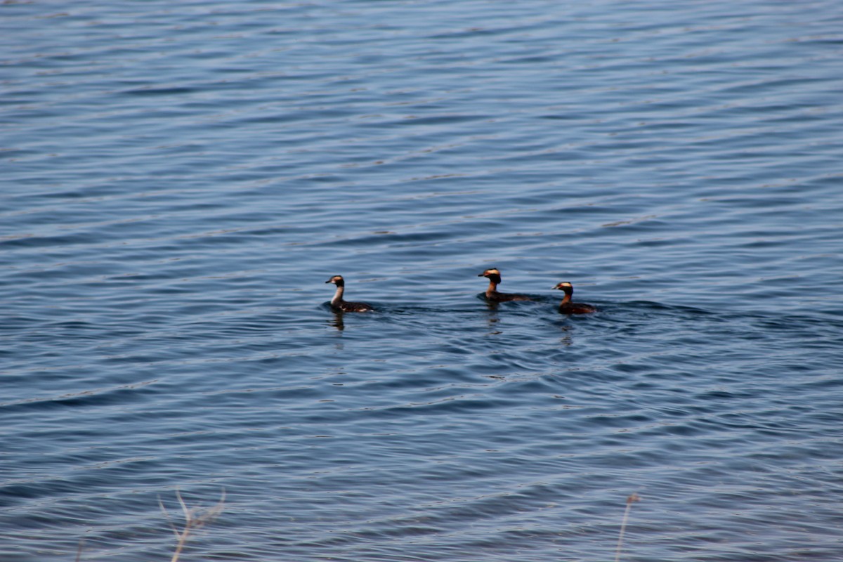 Horned Grebe - ML646445252