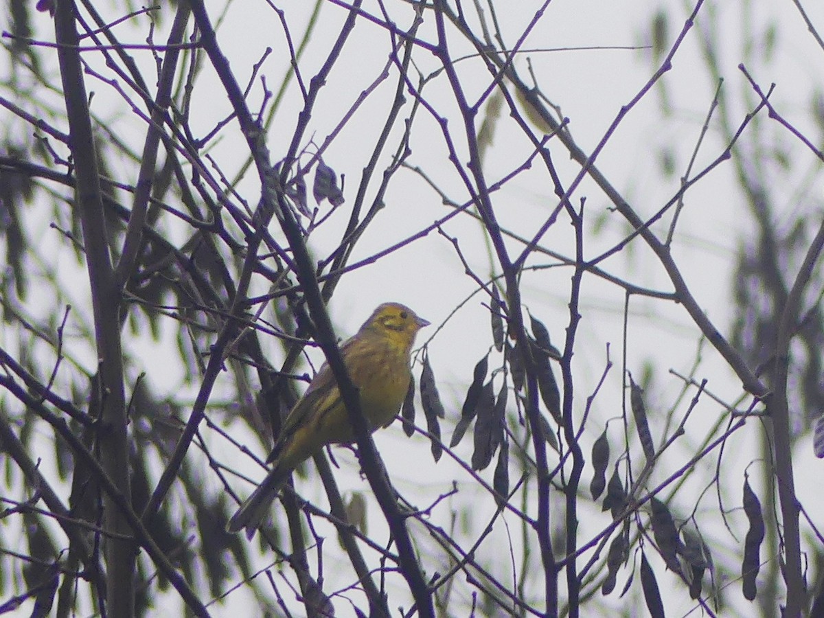 Yellowhammer - ML646445253