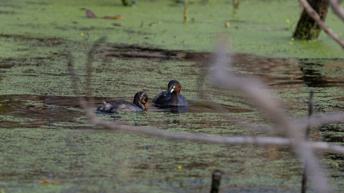 Little Grebe - ML646445254