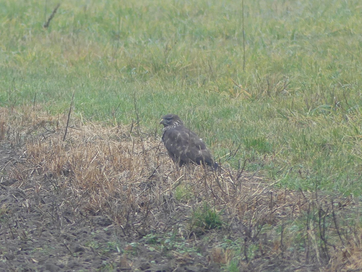Common Buzzard - ML646445257