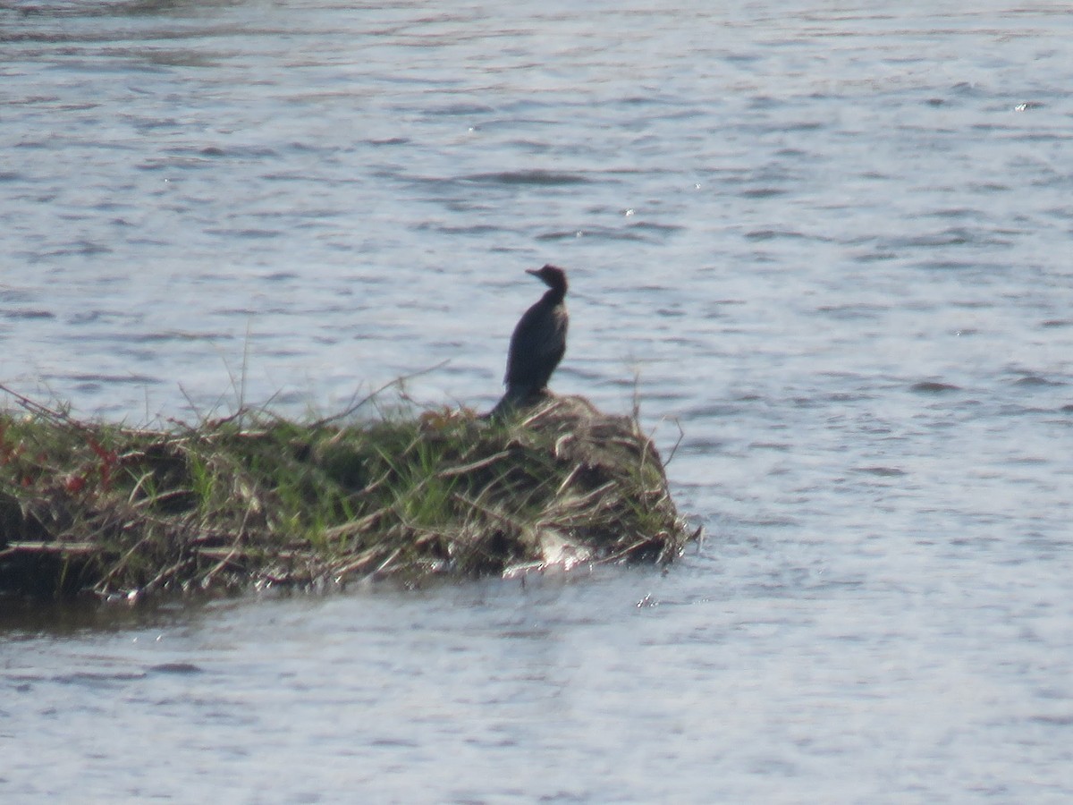 Little Egret - ML646445258