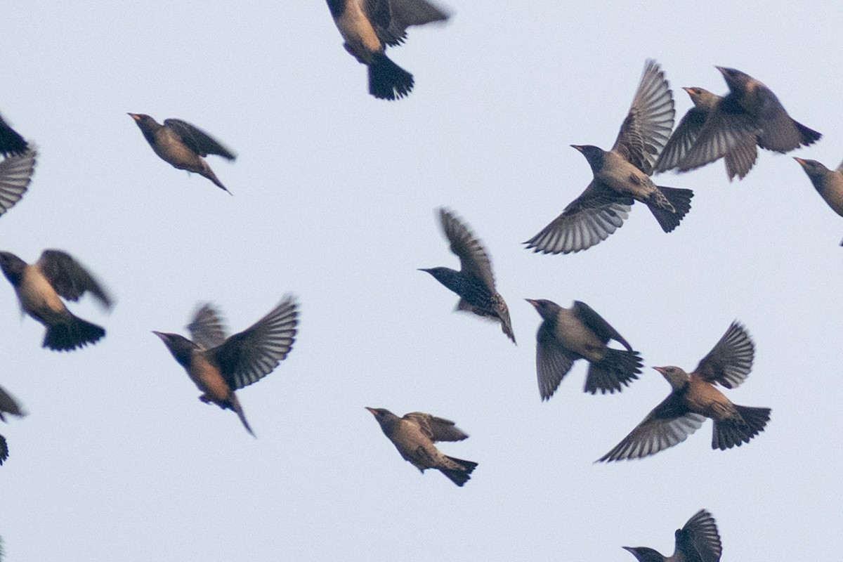 European Starling - ML646445259