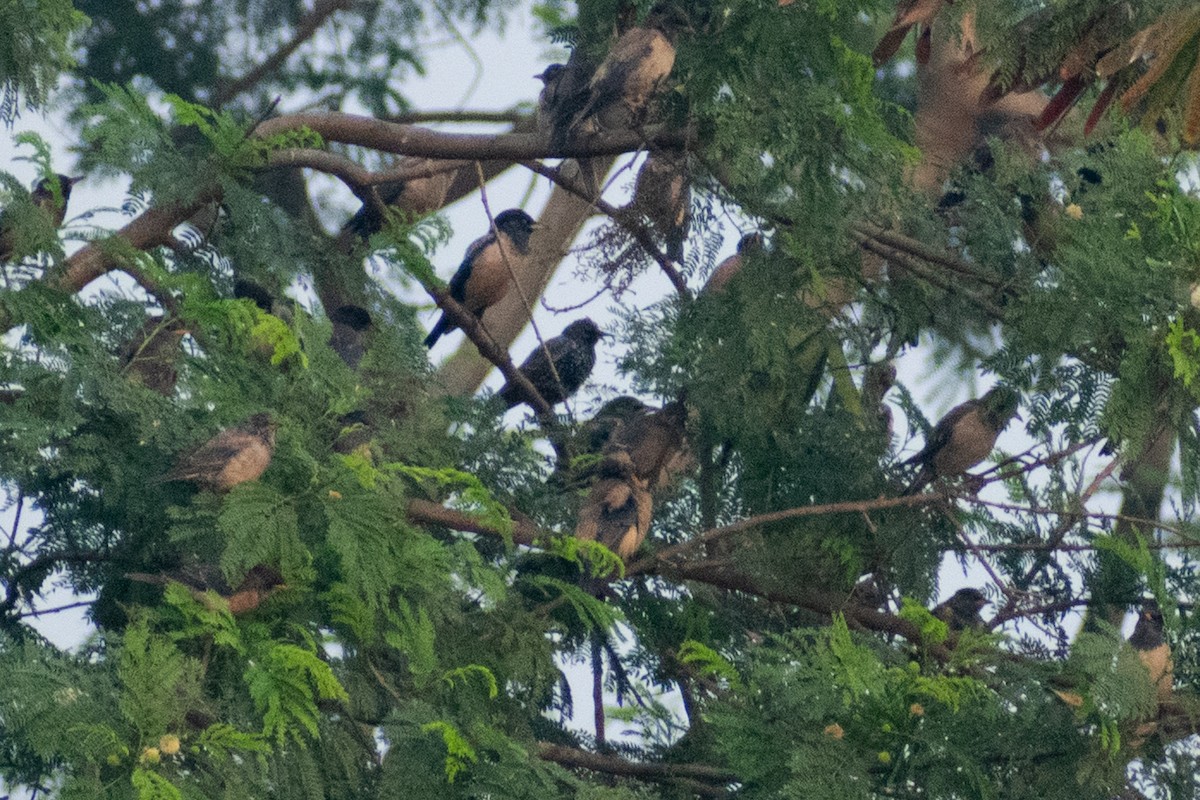 European Starling - ML646445260