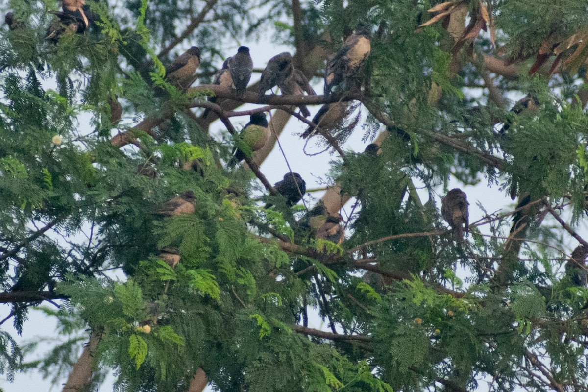 European Starling - ML646445261