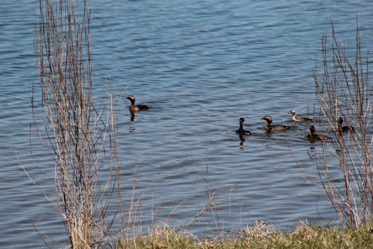 Horned Grebe - ML646445265