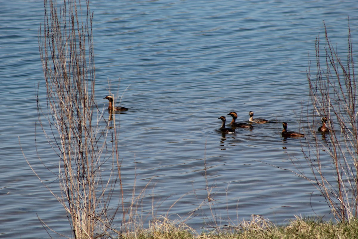 Horned Grebe - ML646445266