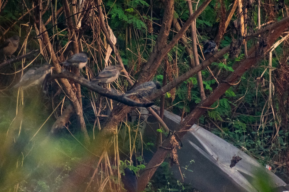 European Starling - ML646445268