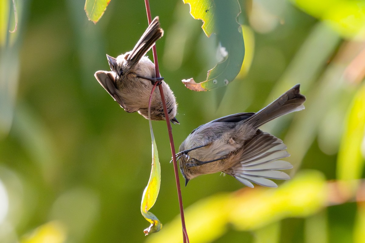 Bushtit - ML646445273