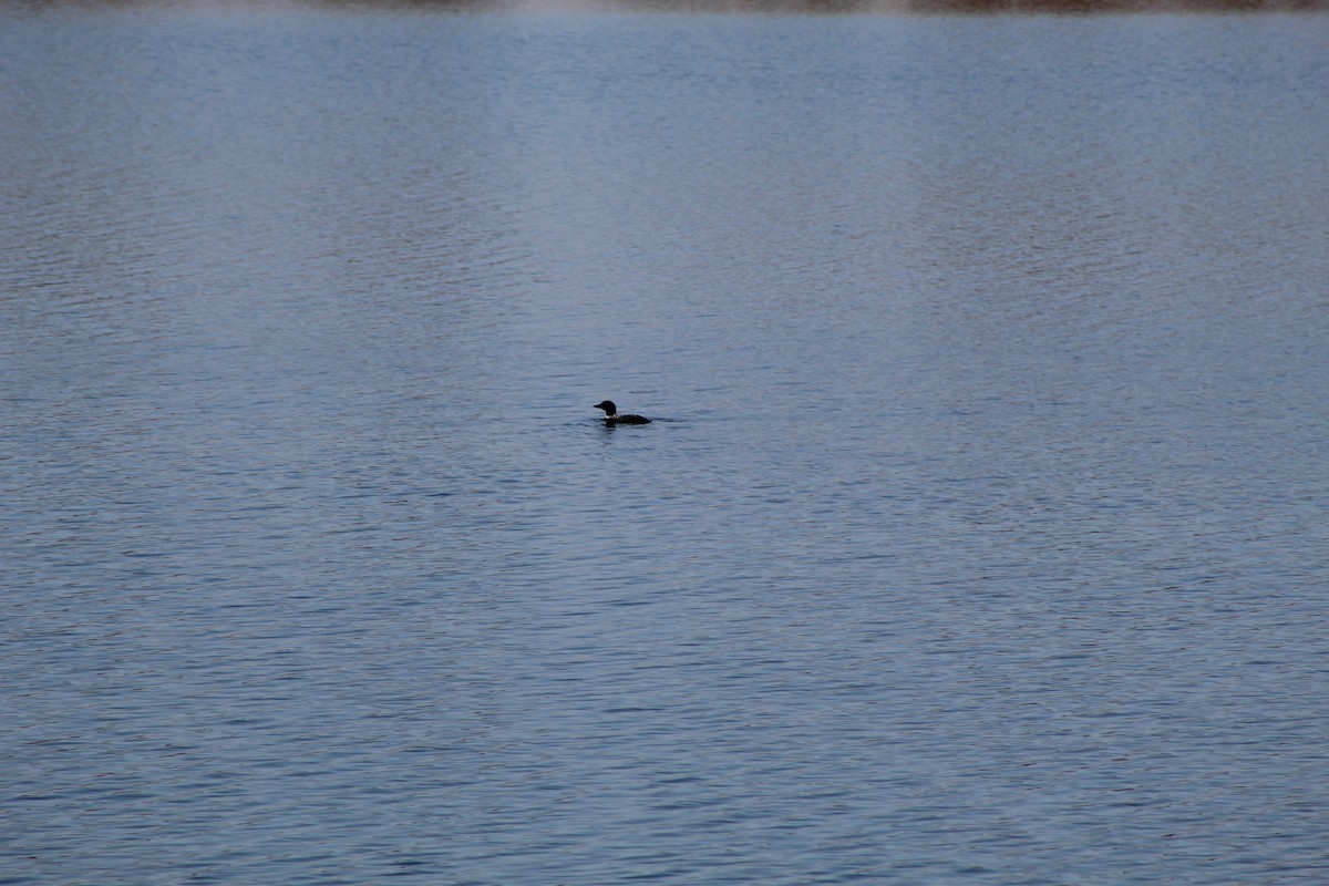 Common Loon - ML646445276