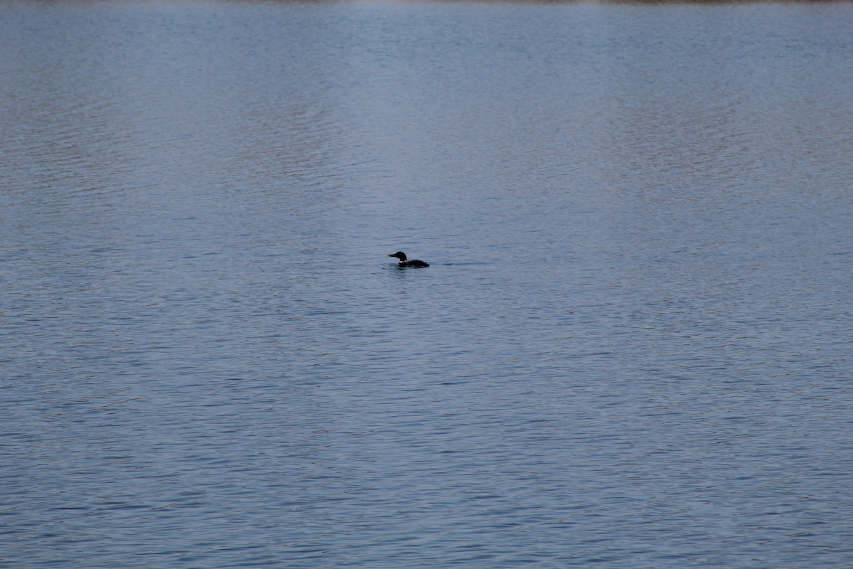 Common Loon - ML646445277