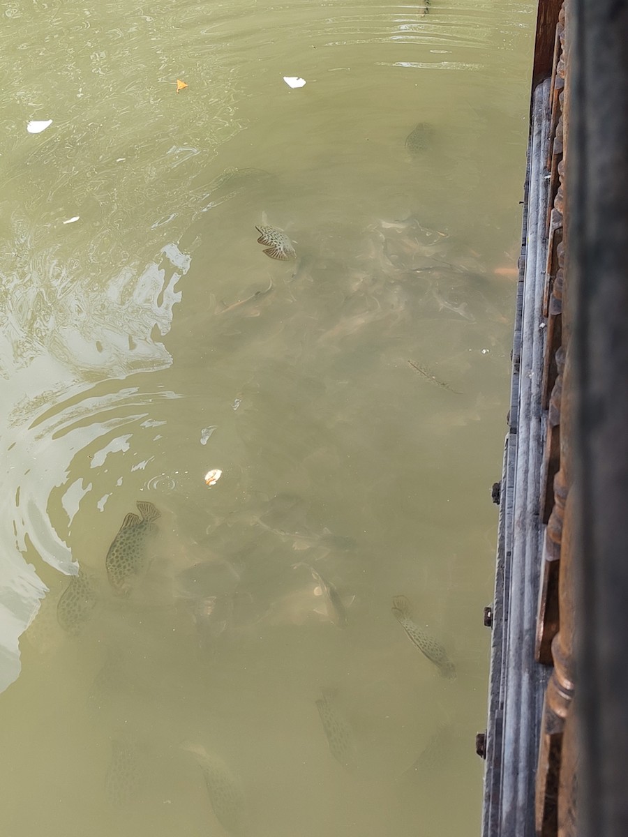 Spotted Scat - ML646445278