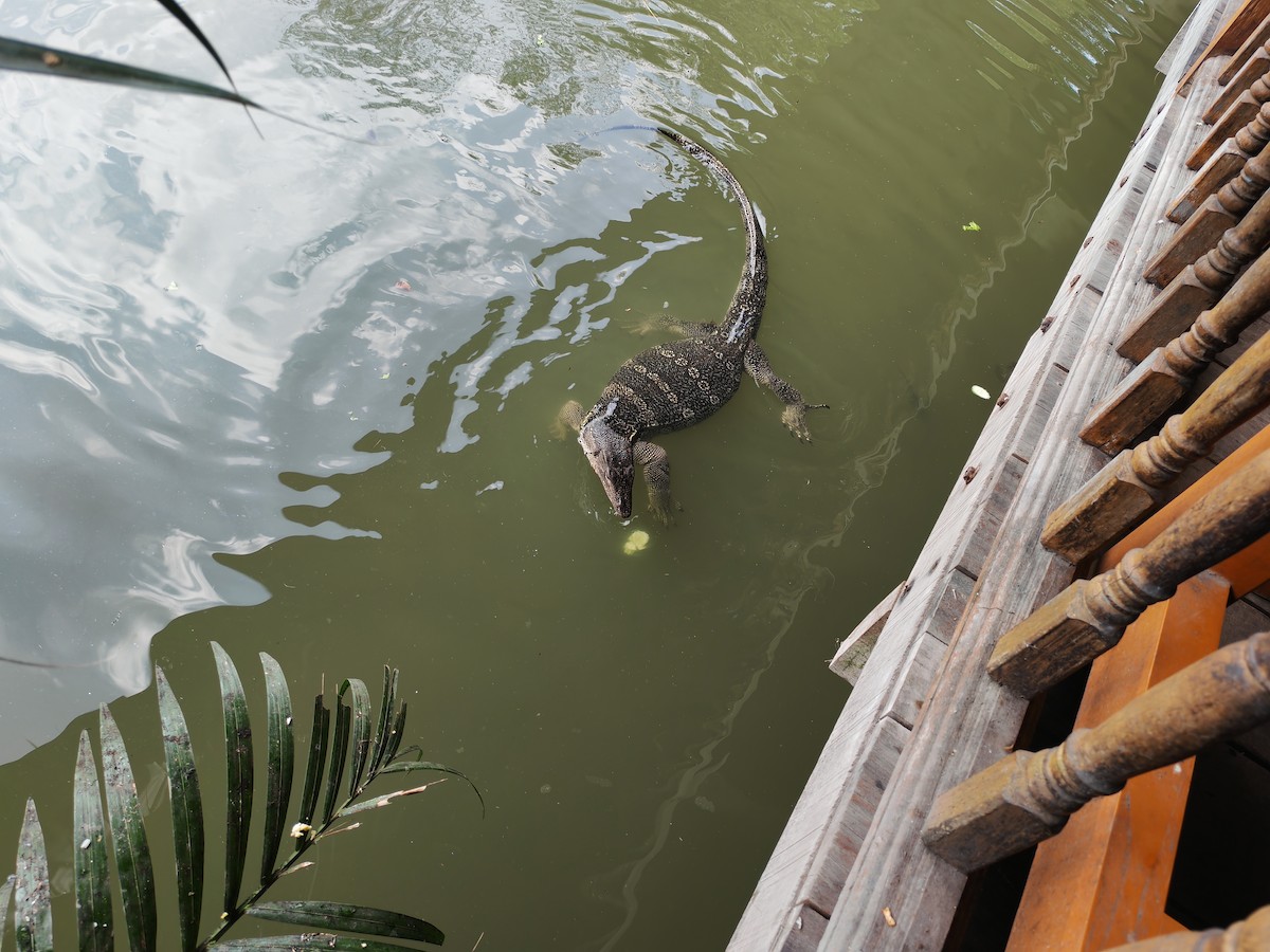 Southeast Asian Water Monitor - ML646445279