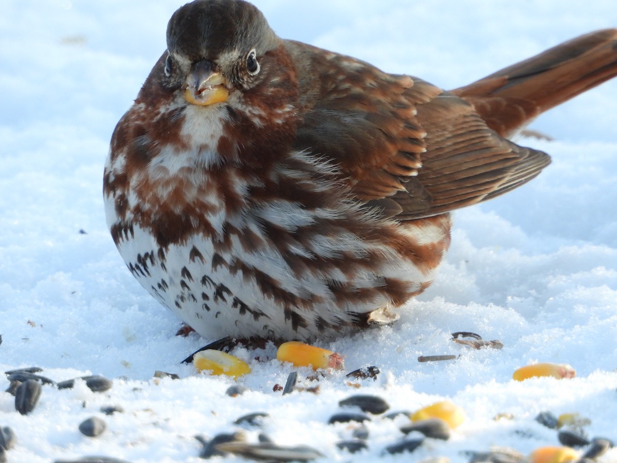 Fox Sparrow - ML646445287
