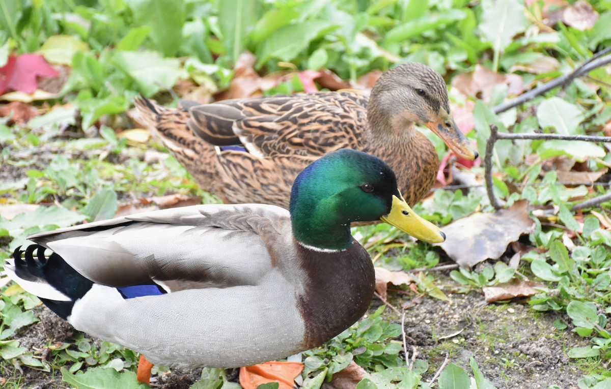 ברכיה - ML646445294