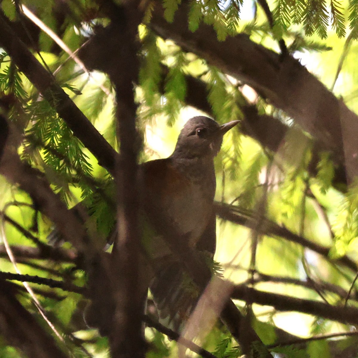 Merle à dos gris - ML646445295