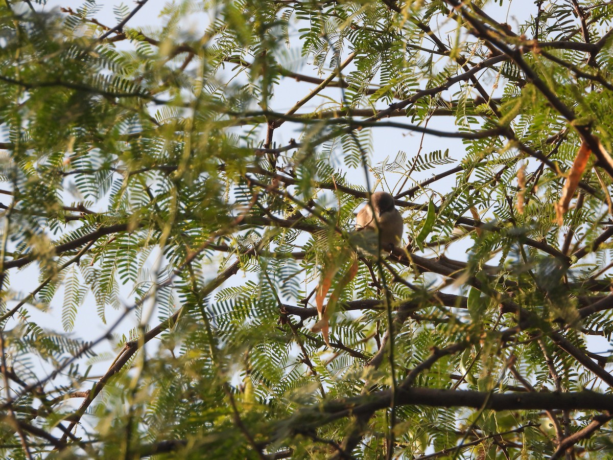 Lesser Whitethroat - ML646445298
