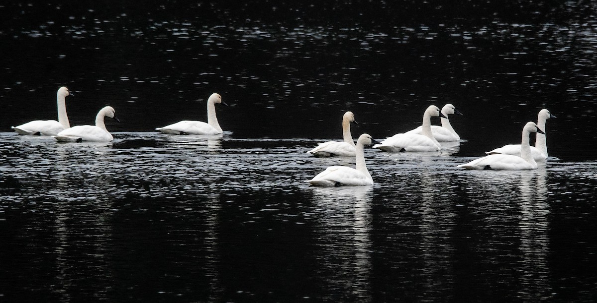 Tundra Swan - ML646445300